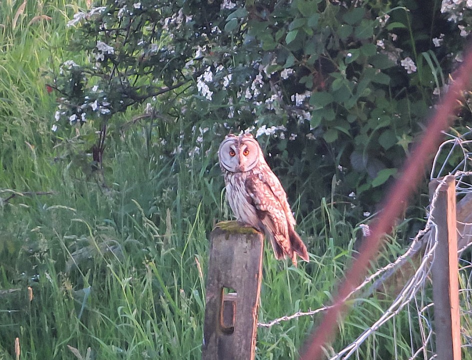 Long-eared Owl, Clegg Hall 8 June 2016