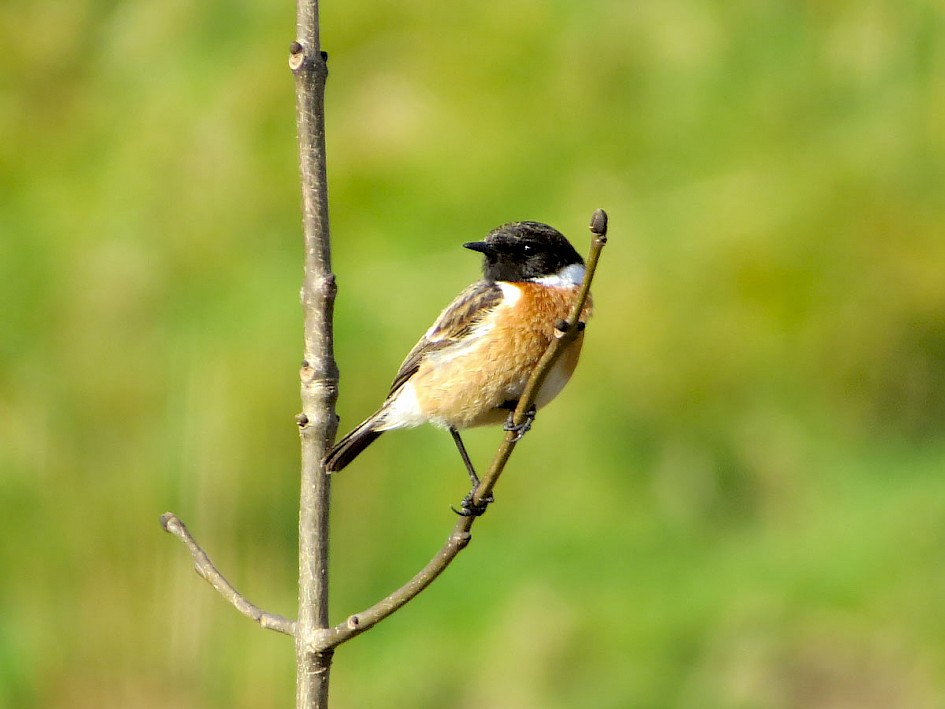 Male Stonechat, Whittaker Wood area