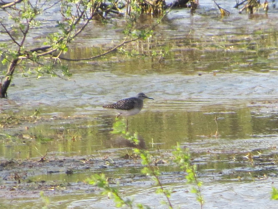 One of the 3 Wood Sandpipers at Kingsway on 9th May 2016