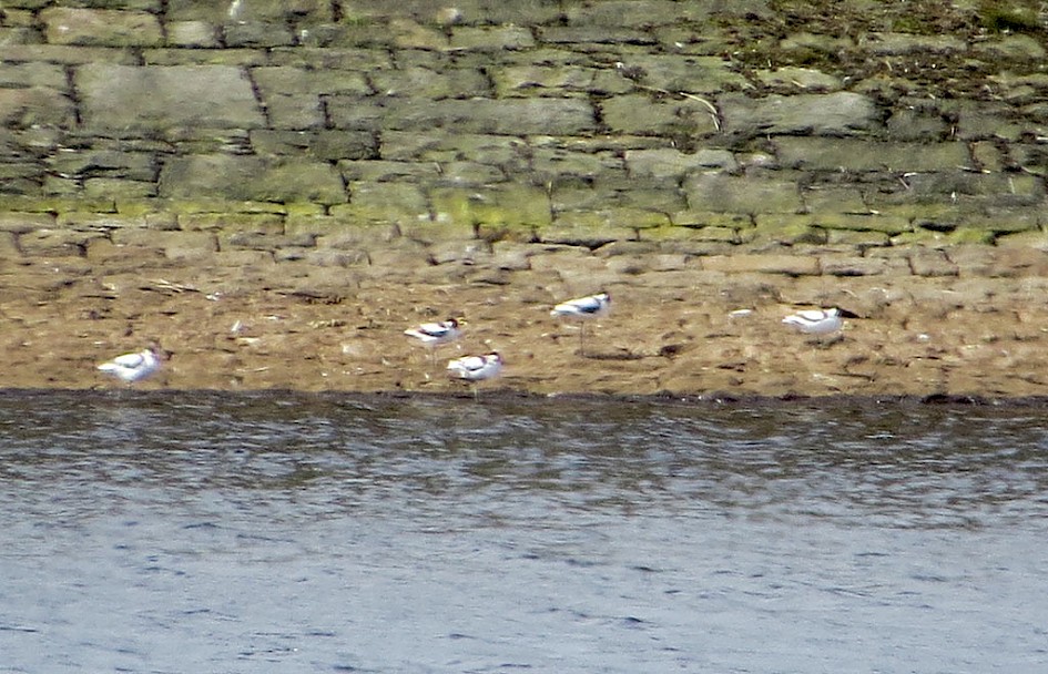 5 Avocets - Ashworth Moor Res 30 July 2016