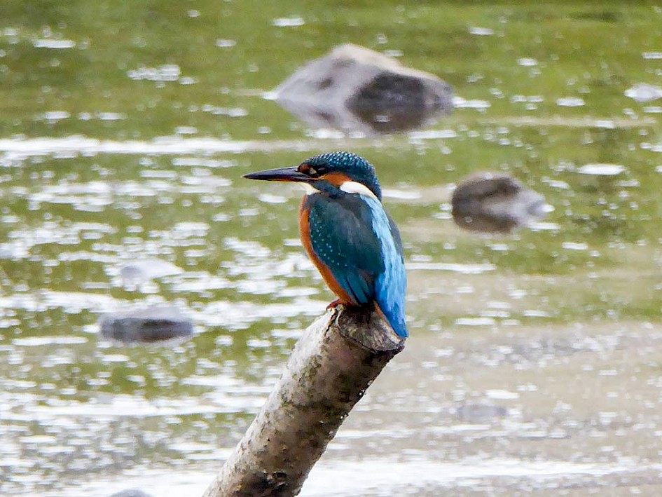 Kingfisher Hollingworth Lake 21 August 2016