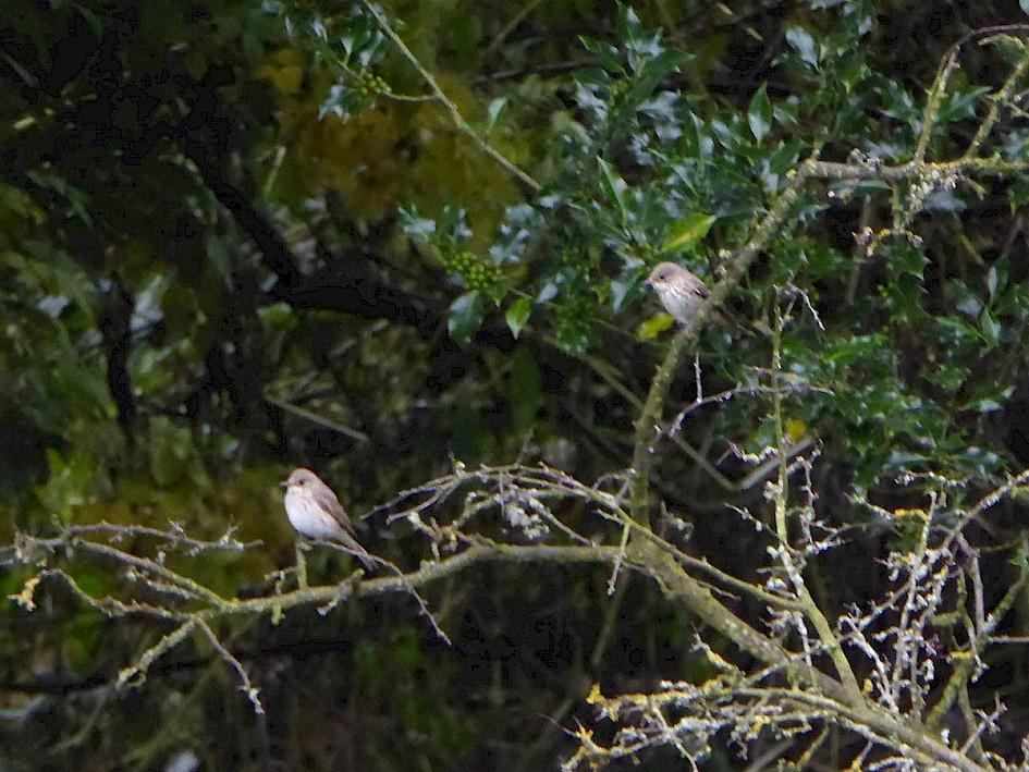 2 of 3 Spotted Flycatchers - Hollingworth Lake Big Hedge 21 August 2016