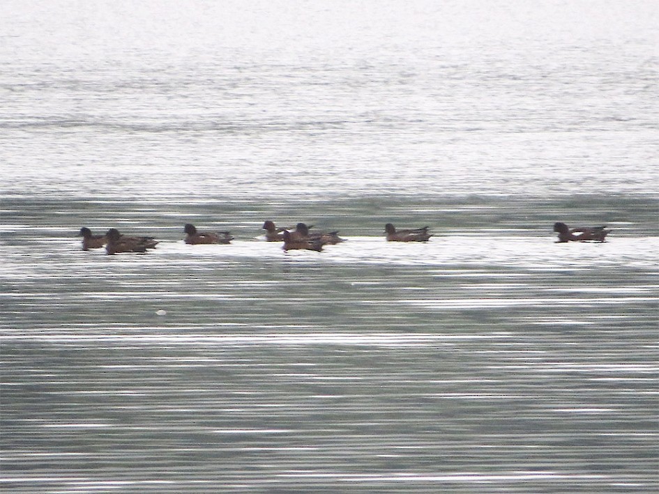 9 of the 12 Wigeon early morning of 28 August