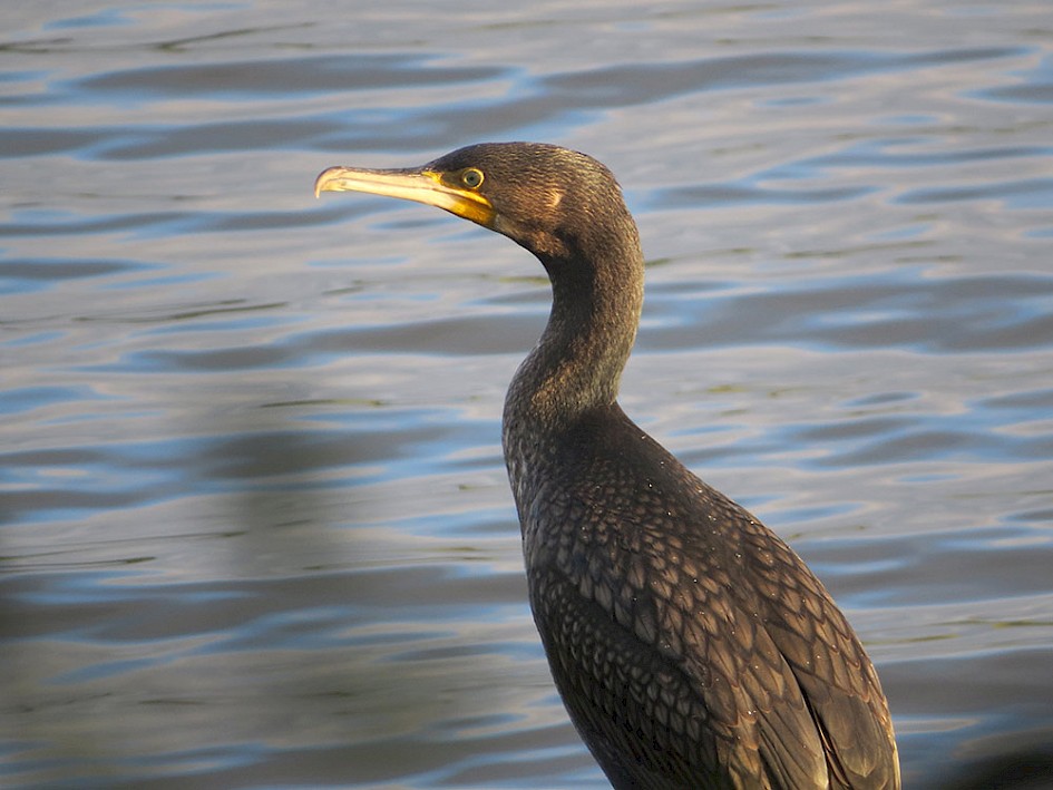 Cormorant viewed from the path, Hollingworth Lake 8 October 2016