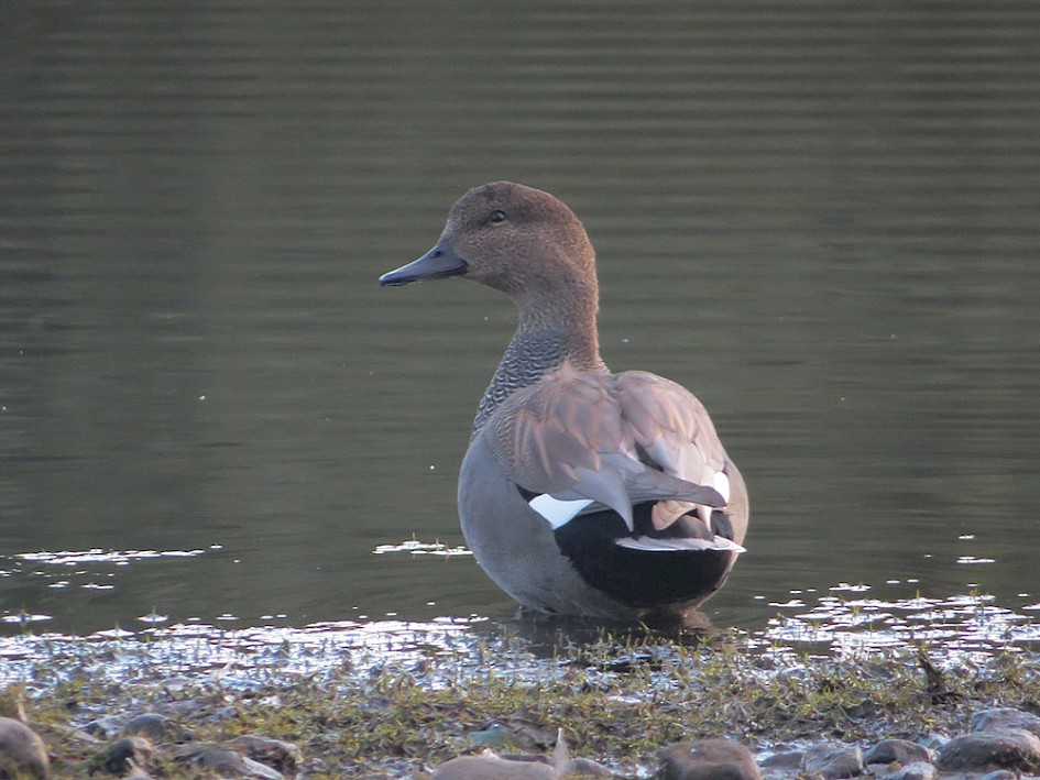 Drake Gadwall, Hollingworth Lake 8 October 2016
