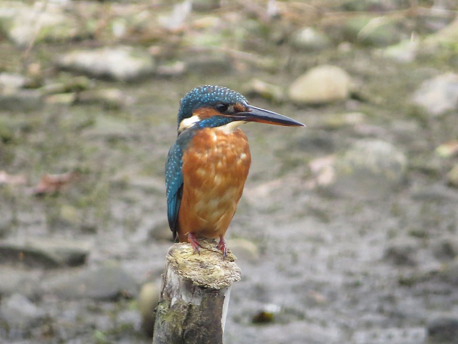 Kingfisher, Hollingworth Lake 8 October 2016