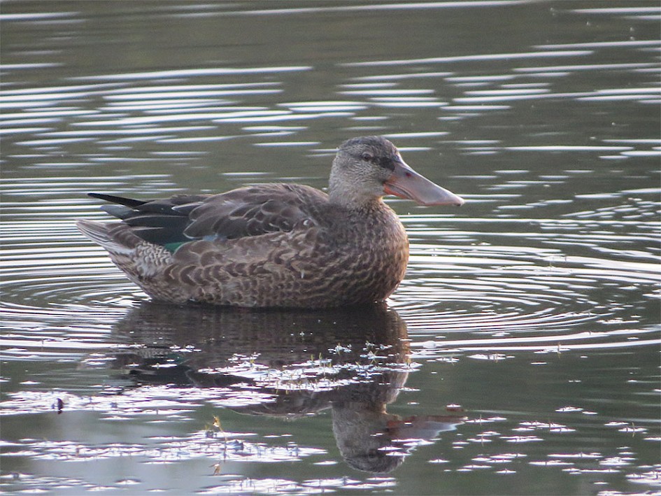 Female Shoveler, Hollingworth Lake 8 October 2016