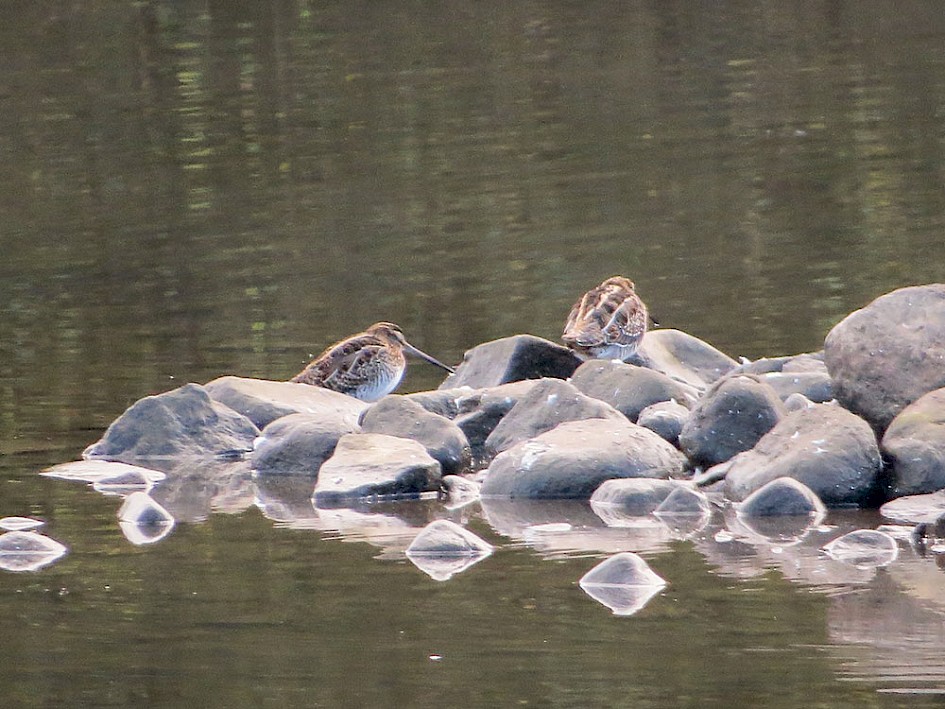 2 Snipe on the island on 10 October