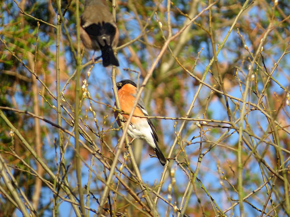 Bullfinches