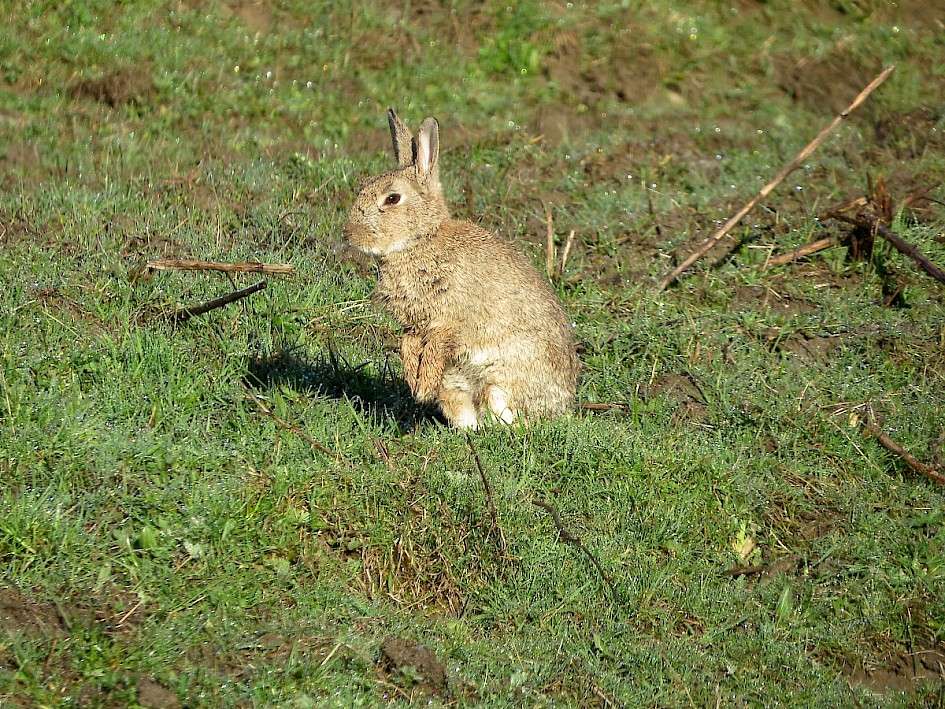 Rabbit at the Big Hedge