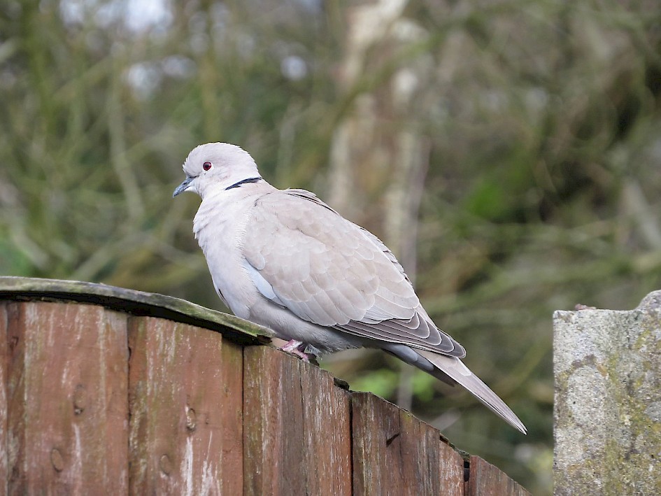 Collared Dove