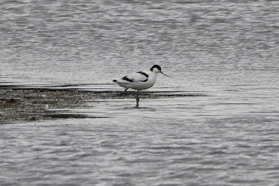 Avocet-hollingworthlake-