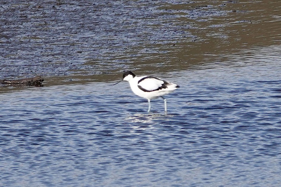 Avocet-hollingworthlake-