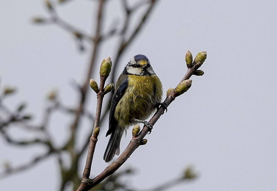Bluetit-hollingworthlake-son