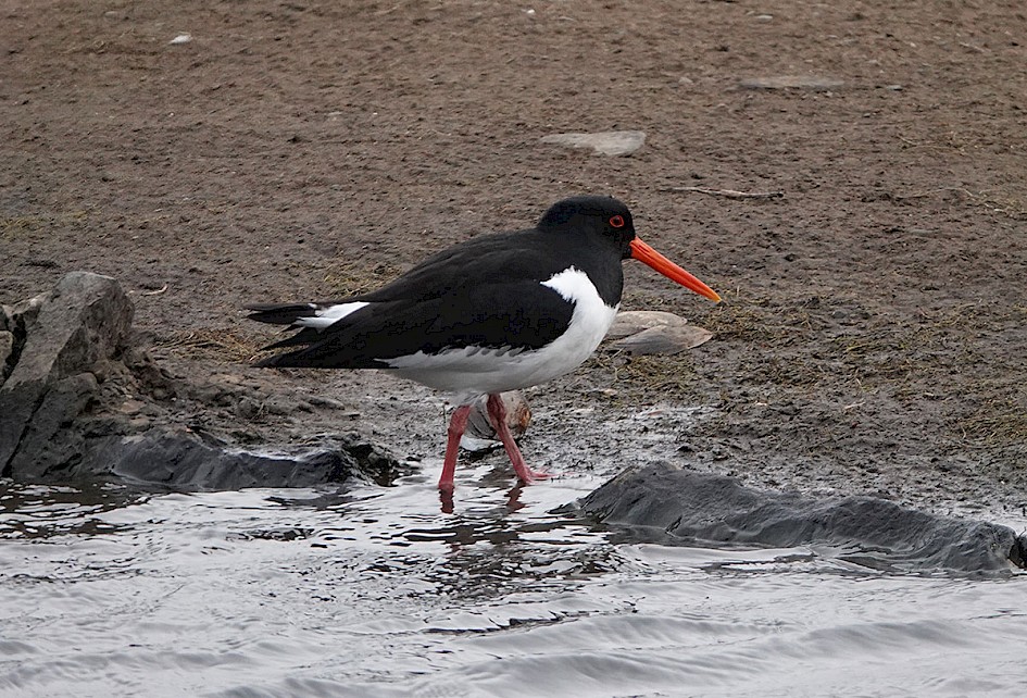 Oystercatcher-hl-son