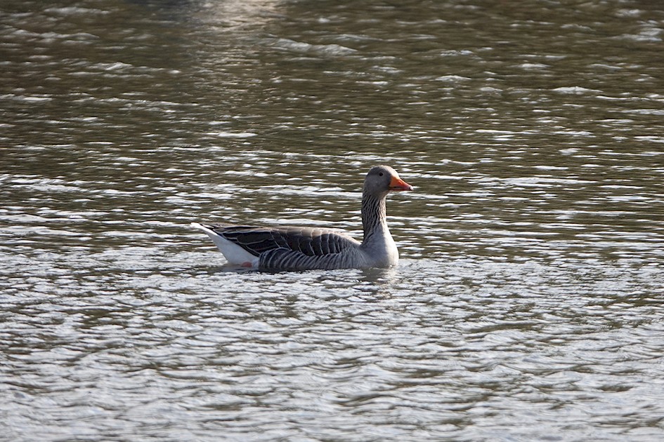 Greylaggoose-hollingworthlake-son