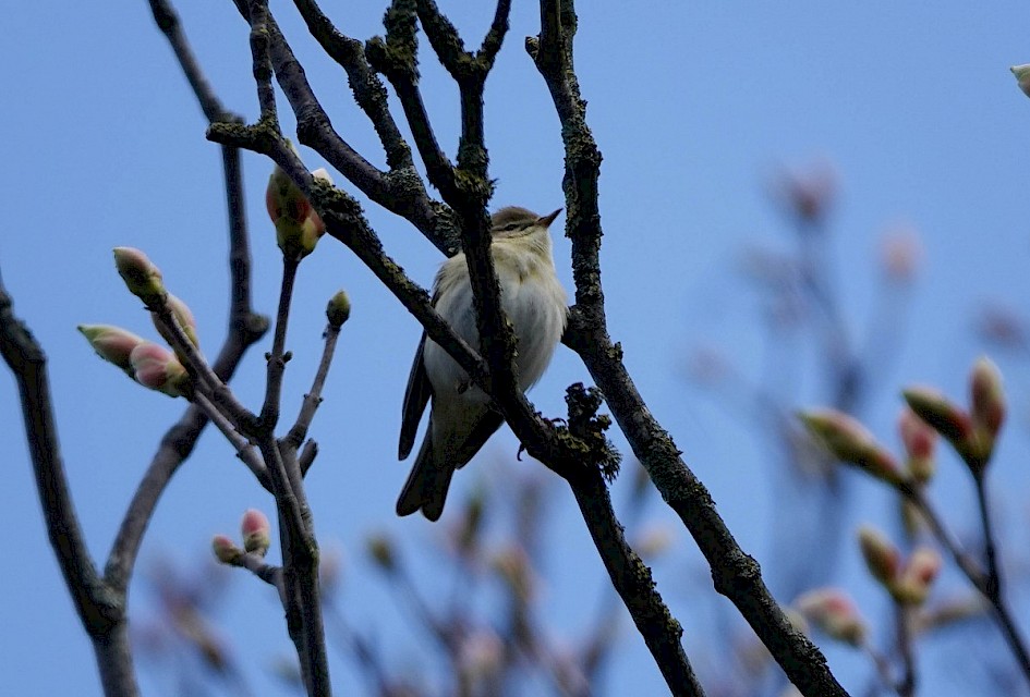 Willowwarbler