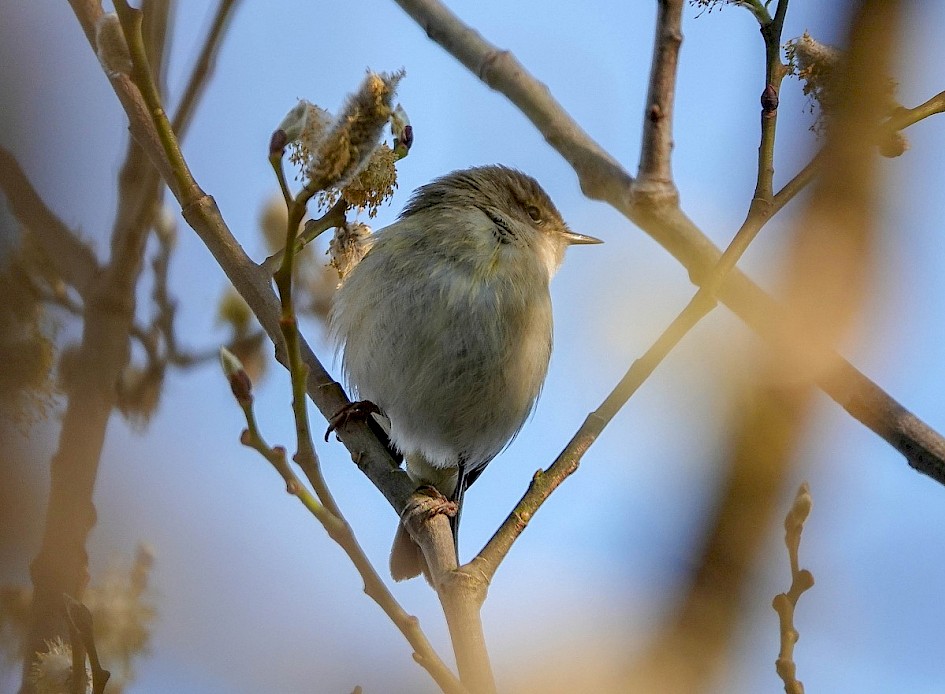 Chiffchaff