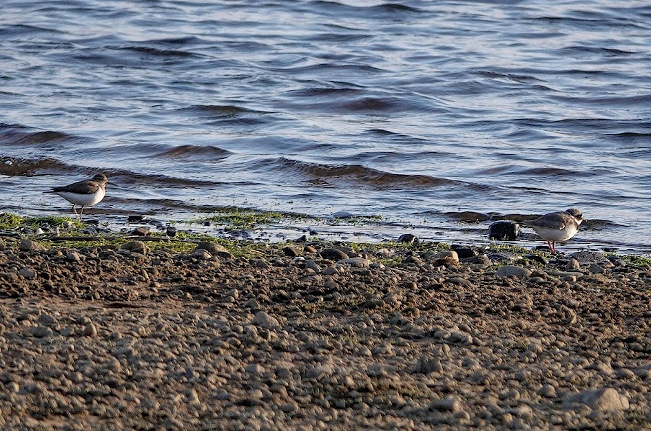 Commonsand Ringedplover