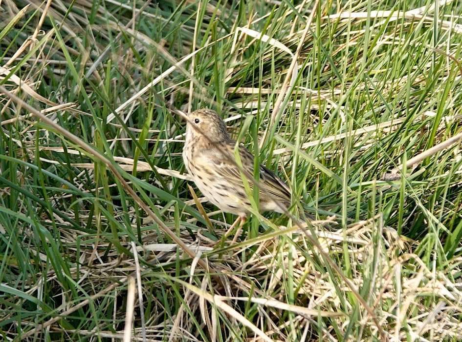 Meadowpipit