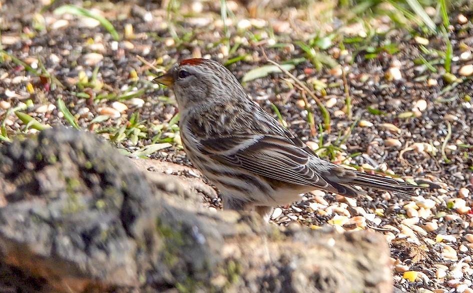 Mealyredpoll