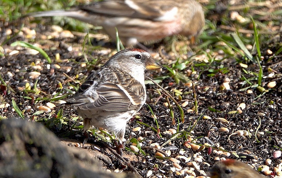 Mealyredpoll