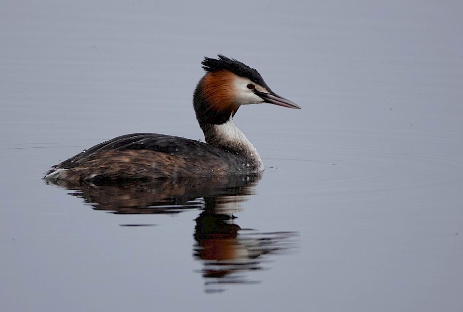 Greatcrestedgrebe