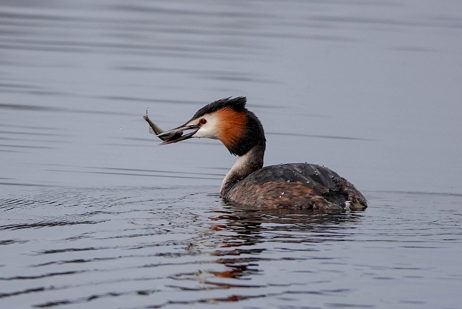 Greatcrestedgrebe