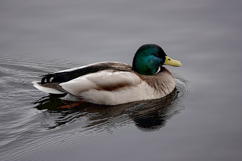 Mallard
