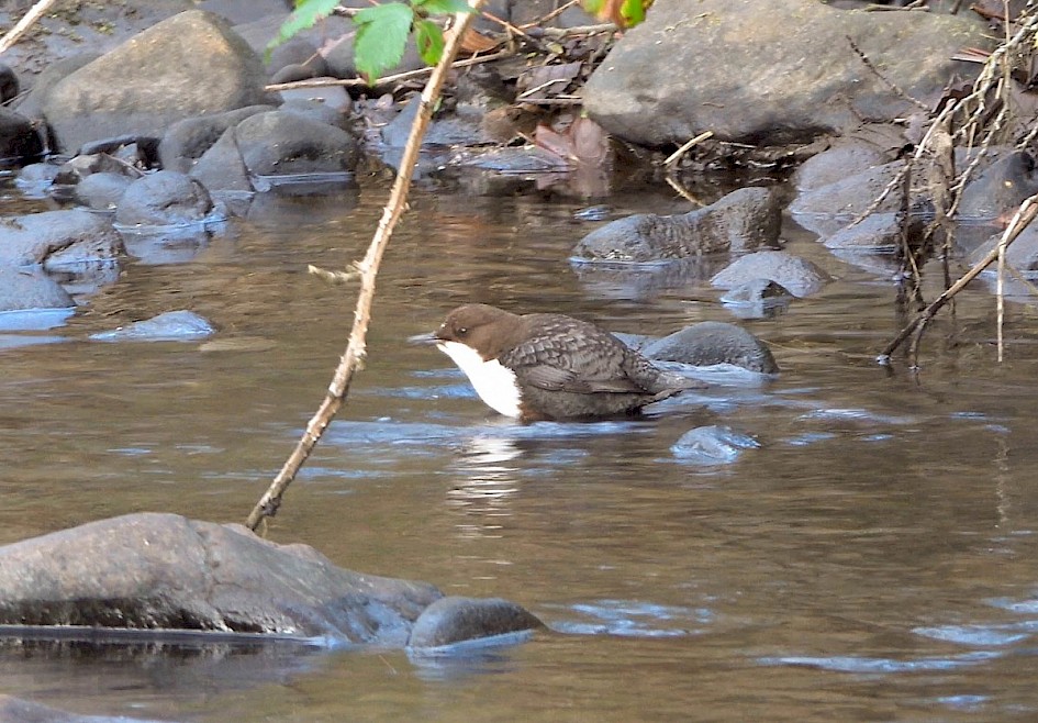 Dipper