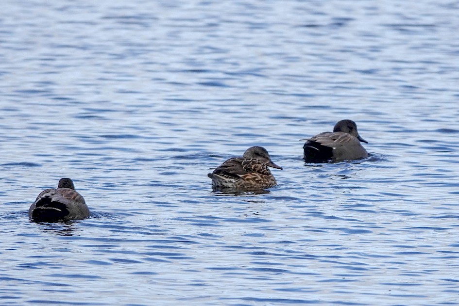 Gadwalls