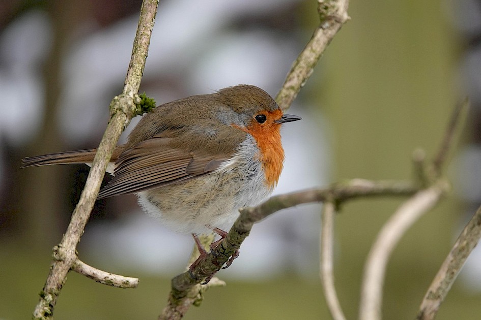 Robin