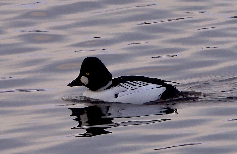 Goldeneye