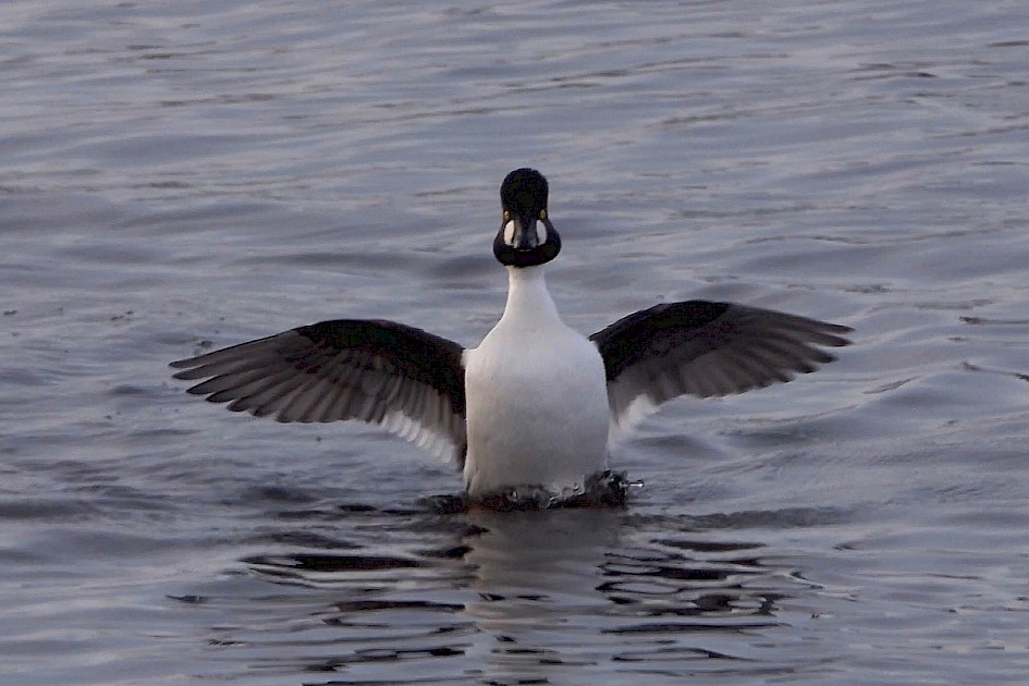 Goldeneye