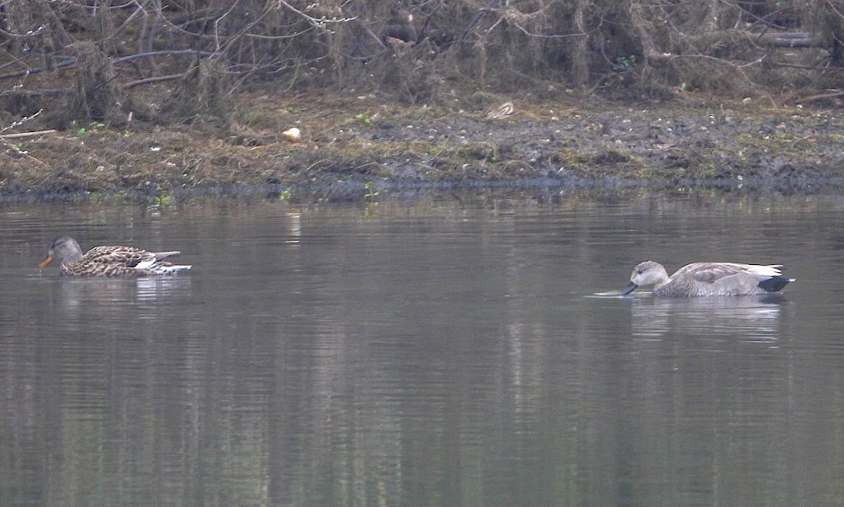 Gadwall