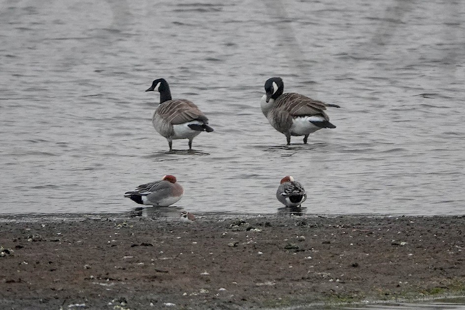 Wigeon