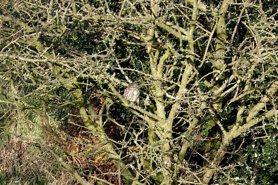 Little Owl