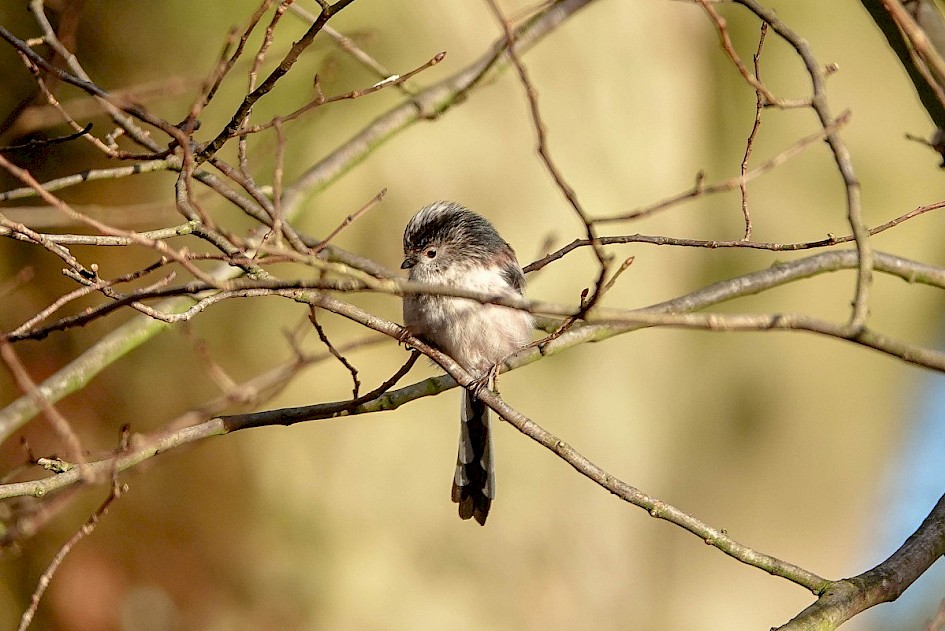 Long-tailed Tit