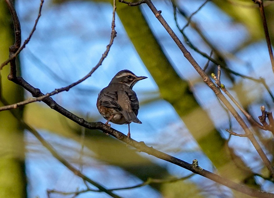Redwing