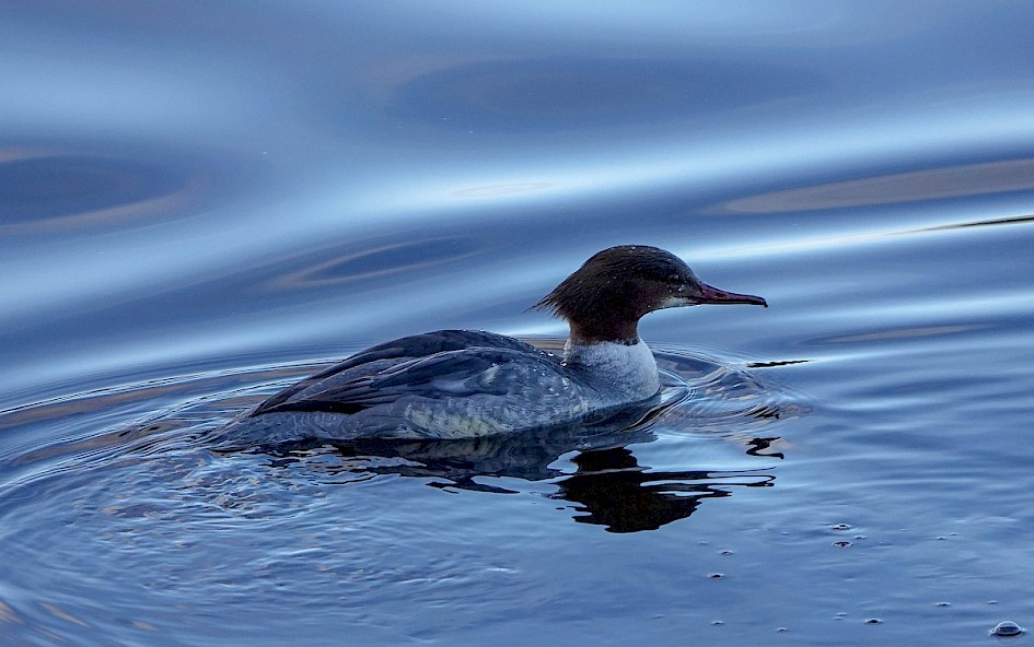 Goosander