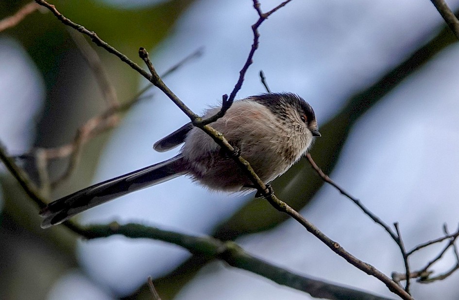 Long-tailed Tit