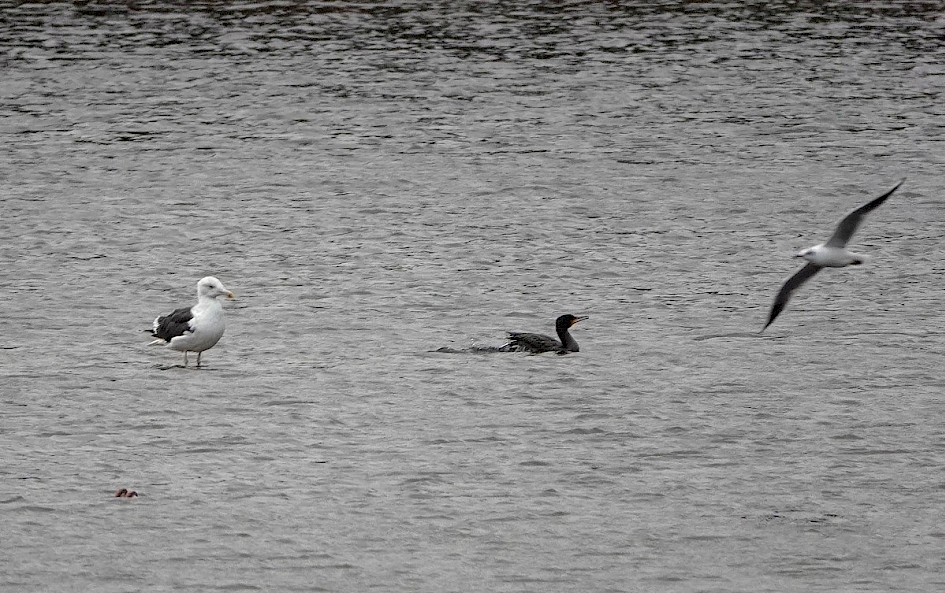 Great Black-backed Gull