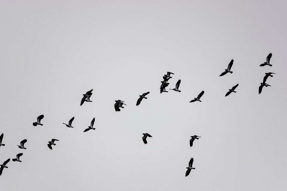 Lapwings