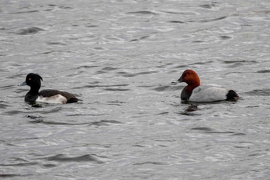 Pochard and Tufted Duck