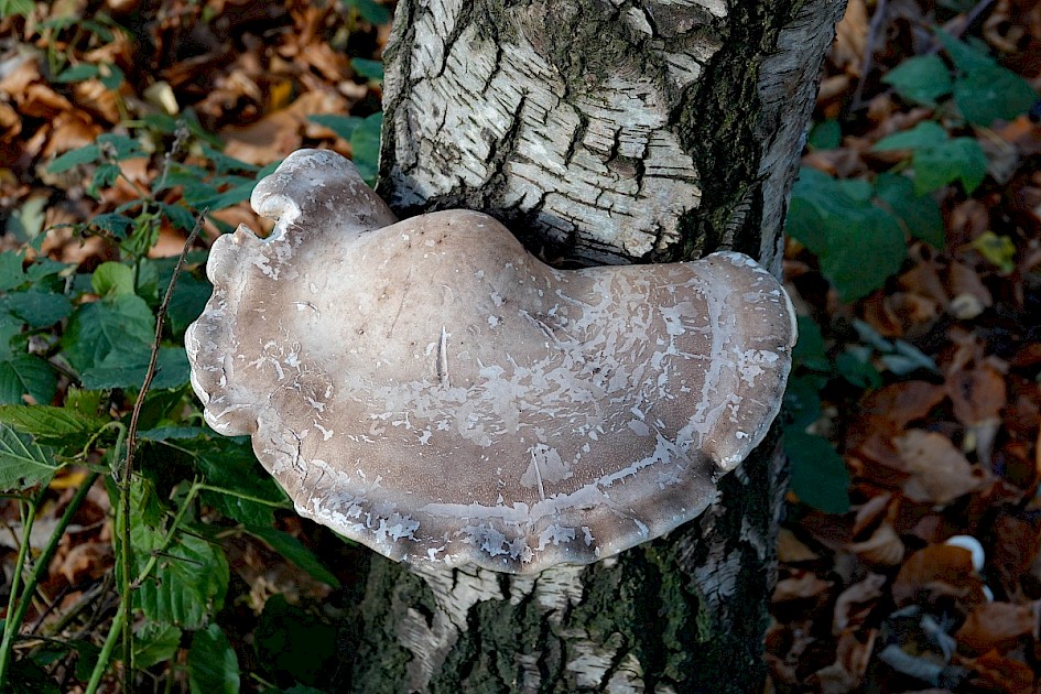 Bracket Fungus