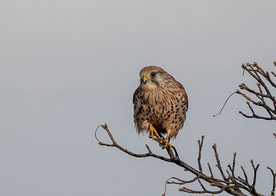 Kestrel