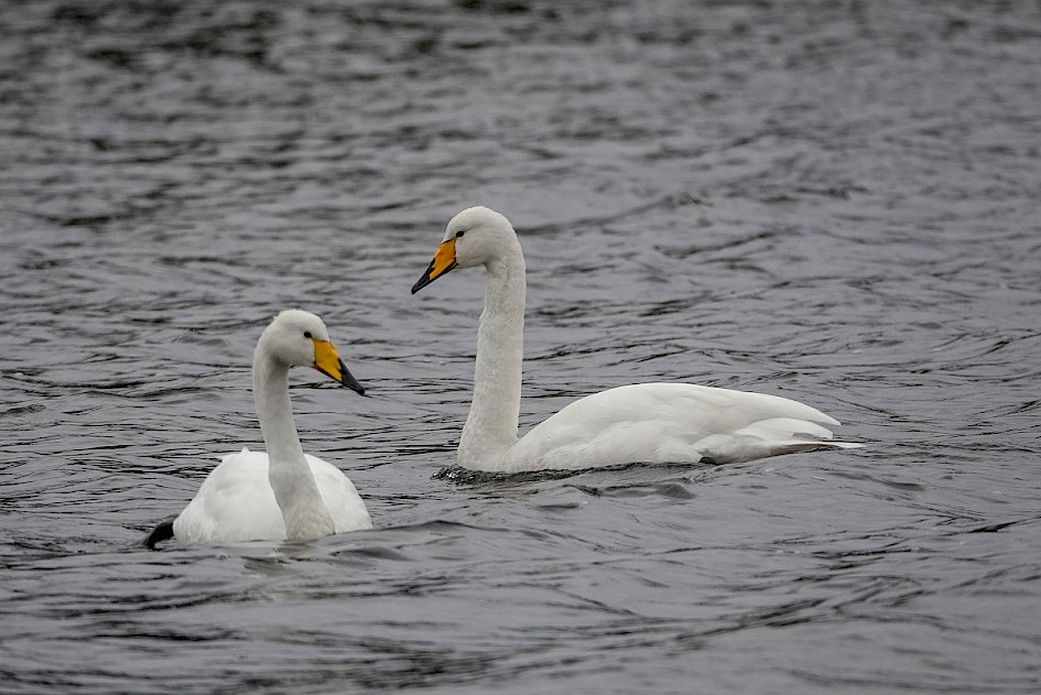 Whoopers