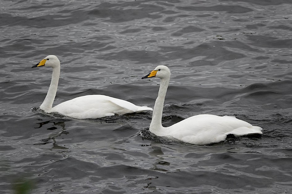 Whoopers