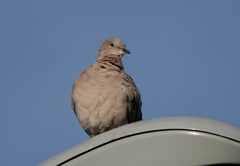 Collared Dove