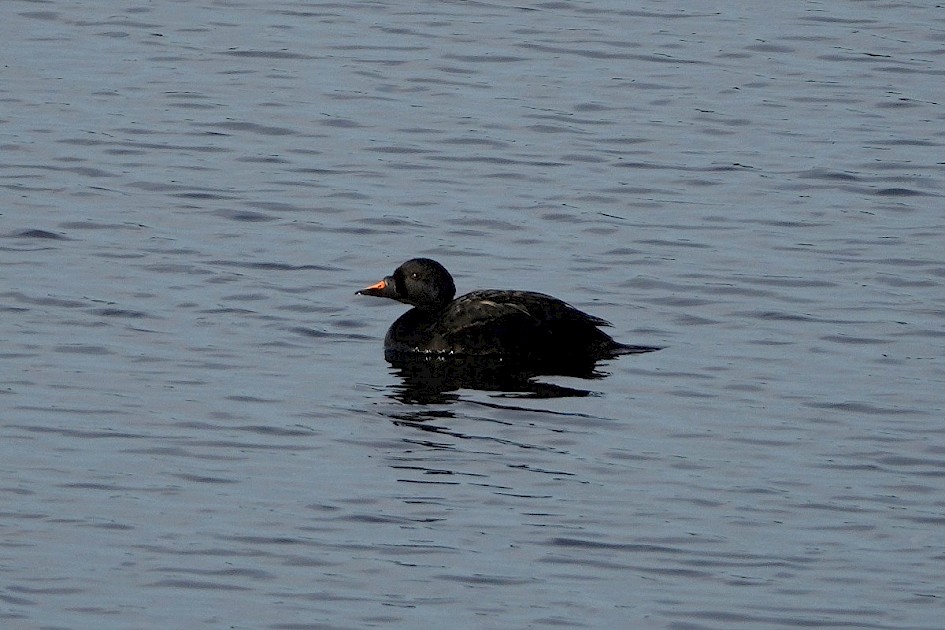 Common Scoter